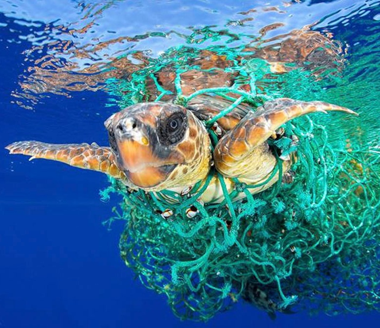 Día Mundial del Medio Ambiente
