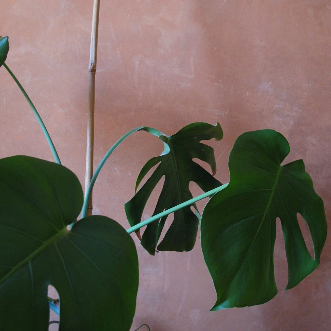 Fitópolis, ciudad vegetal